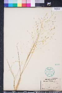 Eragrostis elliottii image