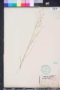 Eragrostis elliottii image