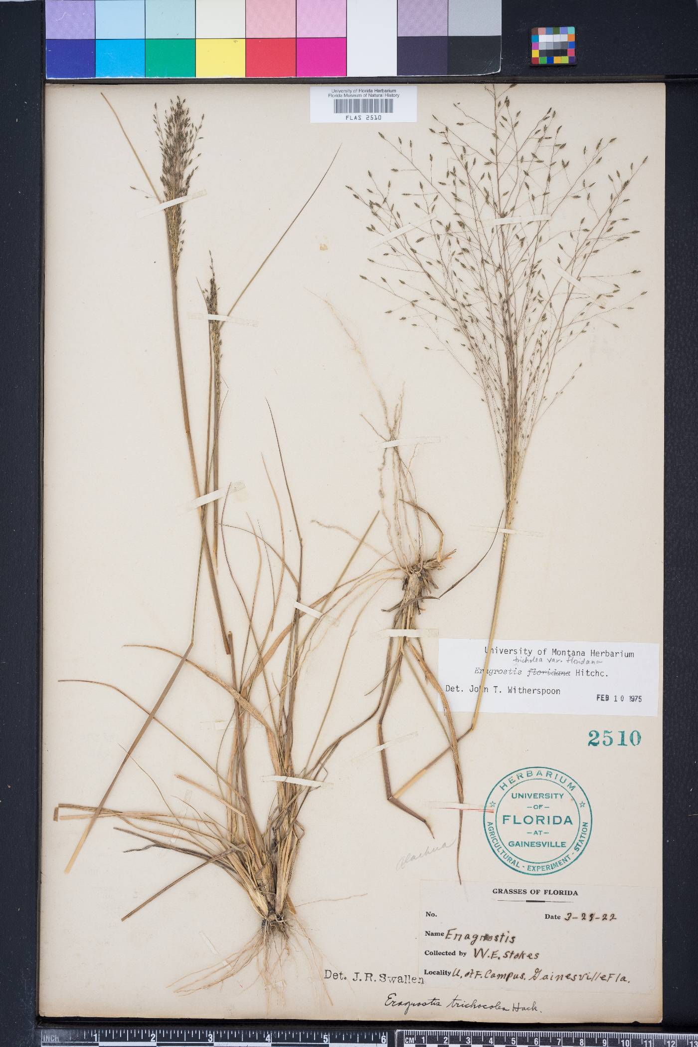 Eragrostis trichocolea image