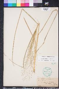 Eragrostis hirsuta image