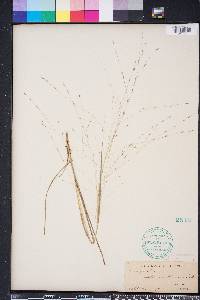 Eragrostis refracta image