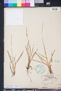 Eremochloa ophiuroides image