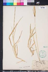 Eustachys petraea image