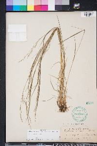 Festuca subverticillata image