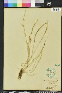 Festuca sciurea image