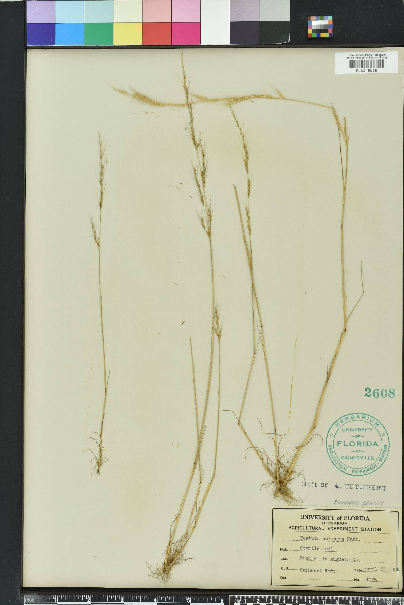 Festuca sciurea image