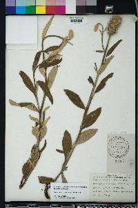 Pterocaulon pycnostachyum image