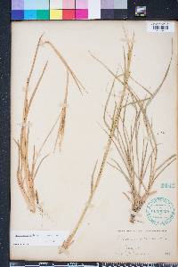 Heteropogon contortus image