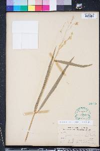 Leersia lenticularis image