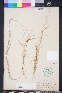 Leptochloa panicea subsp. mucronata image