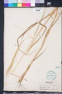 Leptochloa virgata image