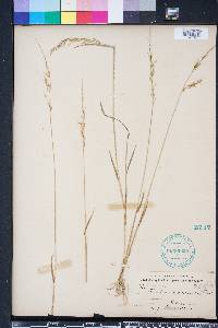 Limnodea arkansana image