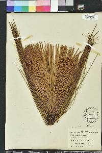 Pinus australis image