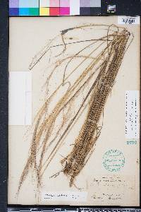 Muhlenbergia capillaris image