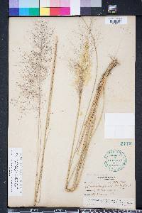 Muhlenbergia capillaris image