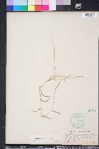 Muhlenbergia schreberi image