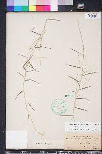 Muhlenbergia schreberi image