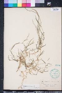 Muhlenbergia schreberi image