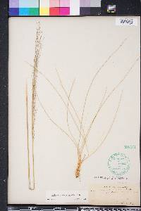 Muhlenbergia expansa image