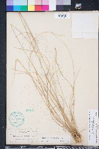 Muhlenbergia expansa image