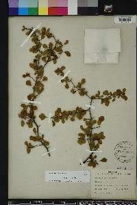 Crataegus michauxii image