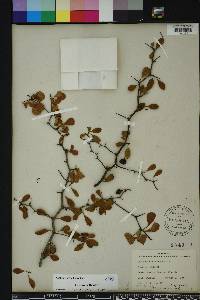 Crataegus michauxii image