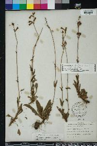 Penstemon australis image