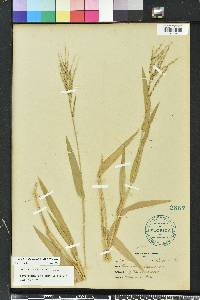 Urochloa adspersa image