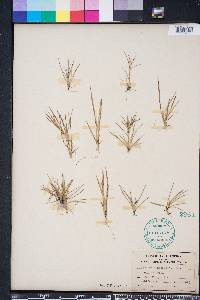 Dichanthelium ensifolium image