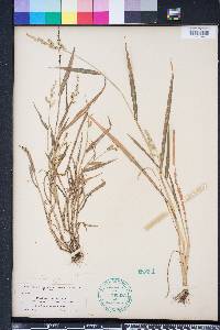 Echinochloa colona image