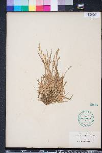 Echinochloa colona image