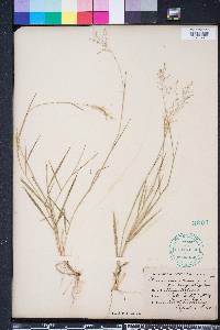 Dichanthelium aciculare subsp. angustifolium image