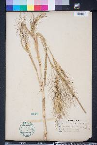 Panicum dichotomiflorum var. dichotomiflorum image