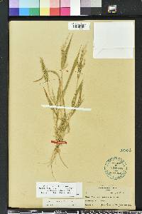 Urochloa ramosa image