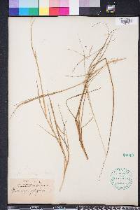 Digitaria villosa image