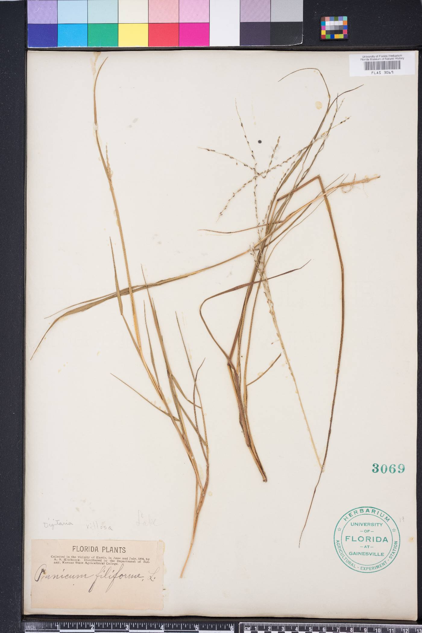 Digitaria villosa image