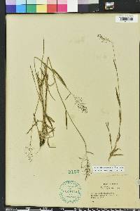 Dichanthelium acuminatum subsp. longiligulatum image