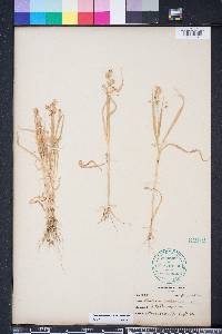 Panicum miliaceum image