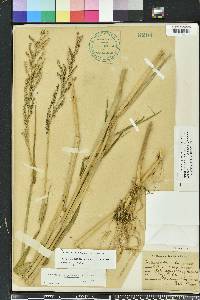 Urochloa mutica image