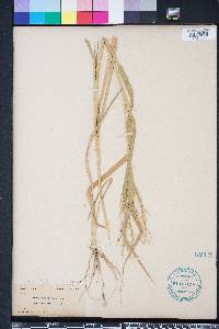 Panicum dichotomiflorum var. dichotomiflorum image