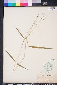 Kellochloa verrucosa image