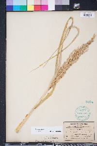 Panicum amarum image