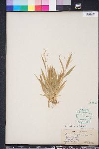 Dichanthelium laxiflorum image