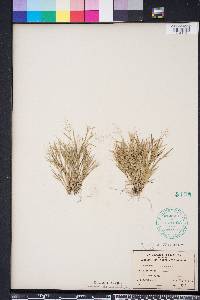 Dichanthelium ensifolium image