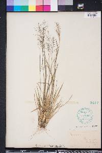 Dichanthelium ensifolium image