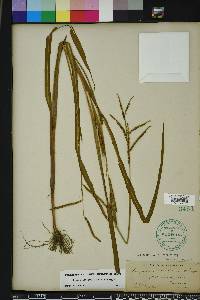 Paspalum boscianum image