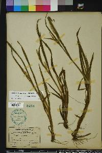 Paspalum boscianum image