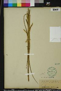 Paspalum praecox image