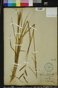 Paspalum plicatulum image