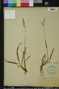 Paspalum dilatatum image